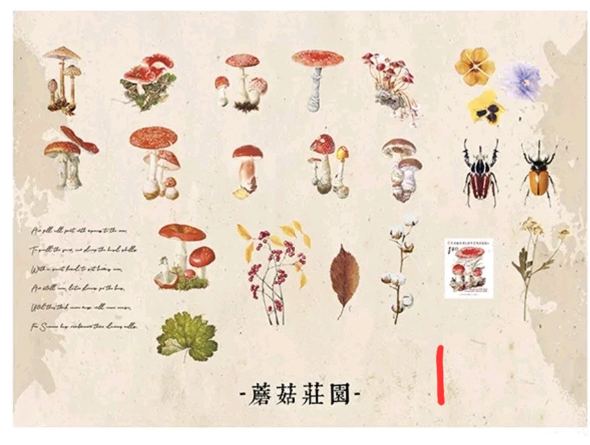 (처분) 다꾸 빈티지 pet 식물꽃스티커 4종 이미지