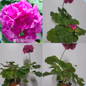 제라늄 볼드픽시 꽃대4개 이미지