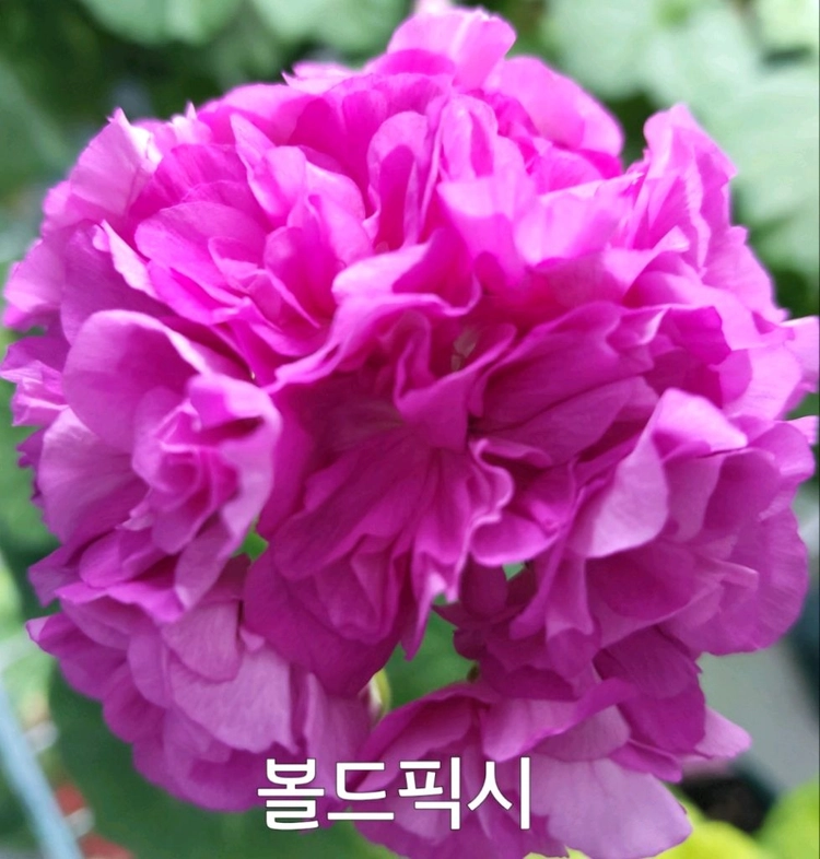 제라늄 볼드픽시 꽃대4개 0.6 이미지