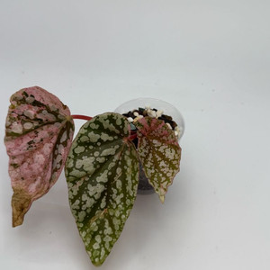 베고니아 스노우캡 핑크 바리에가타 이미지