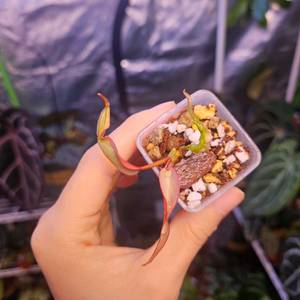 필로덴드론 아타바포엔스 바리에가타 순화잎 3장