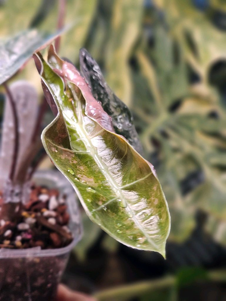 알로카시아 푸세이도 산데리아나 핑크바리에가타(자구달린) 이미지