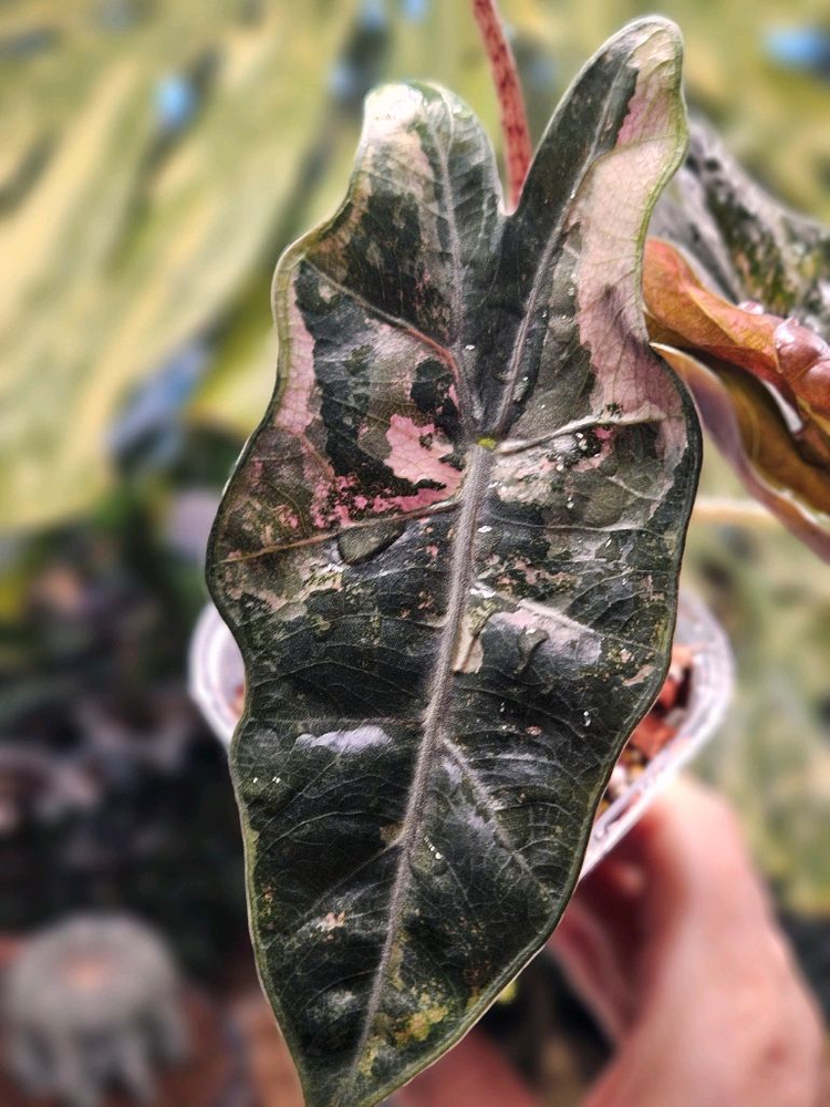 알로카시아 푸세이도 산데리아나 핑크바리에가타(자구달린) 이미지