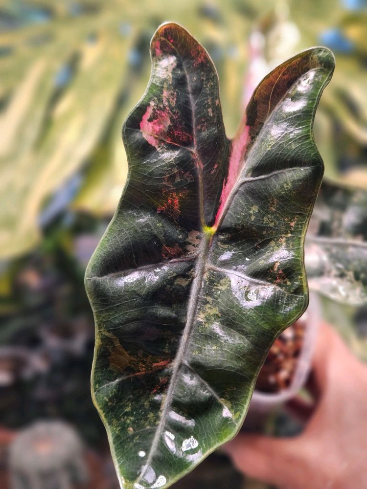 알로카시아 푸세이도 산데리아나 핑크바리에가타(자구달린) 이미지