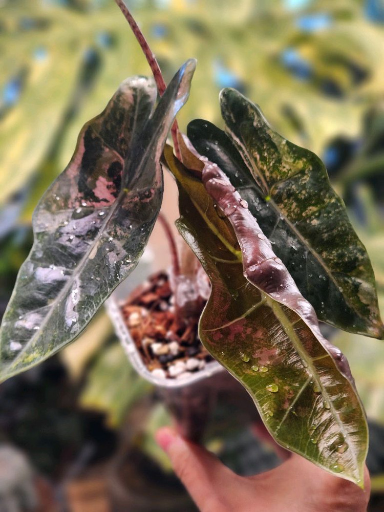 알로카시아 푸세이도 산데리아나 핑크바리에가타(자구달린) 이미지