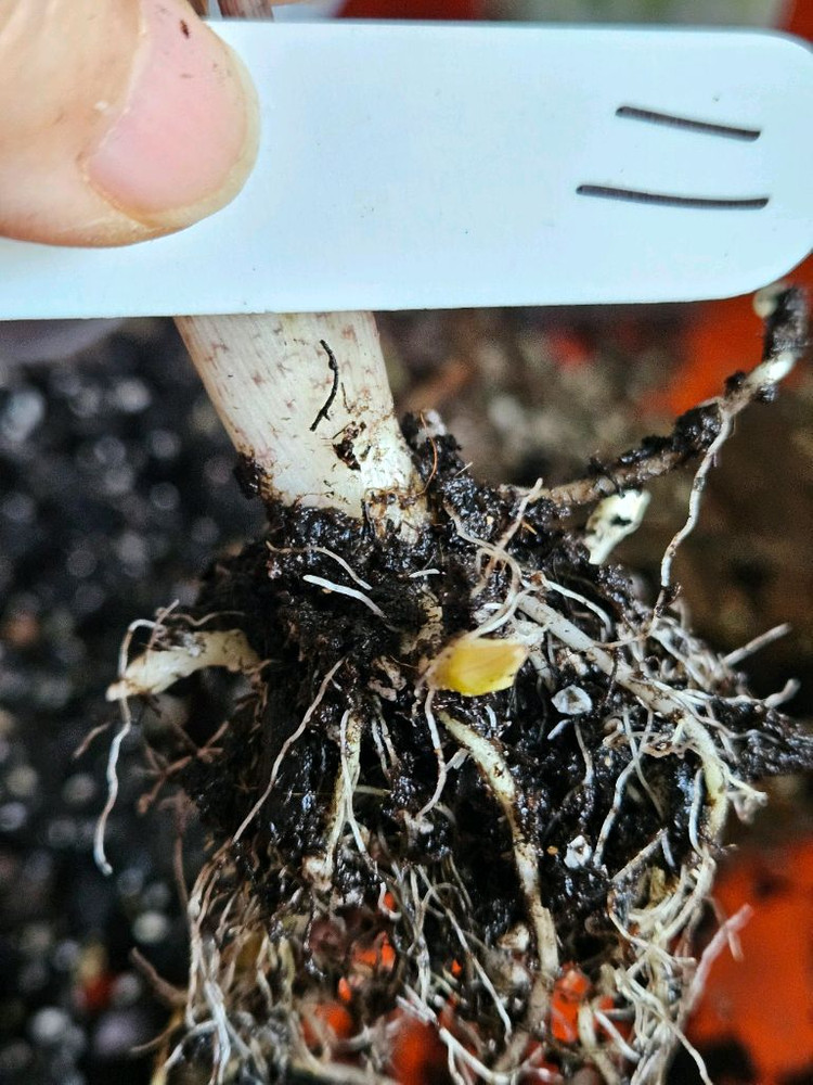 알로카시아 푸세이도 산데리아나 핑크바리에가타(자구달린) 이미지