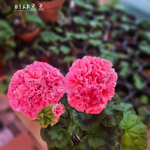 미샤르르 제라늄 이미지