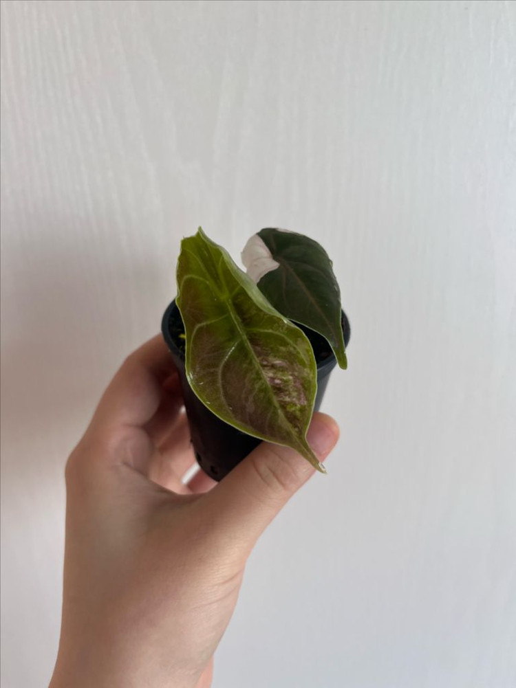 아즈라니 화이트핑크 바리에가타 이미지