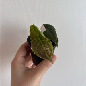 아즈라니 화이트핑크 바리에가타 이미지