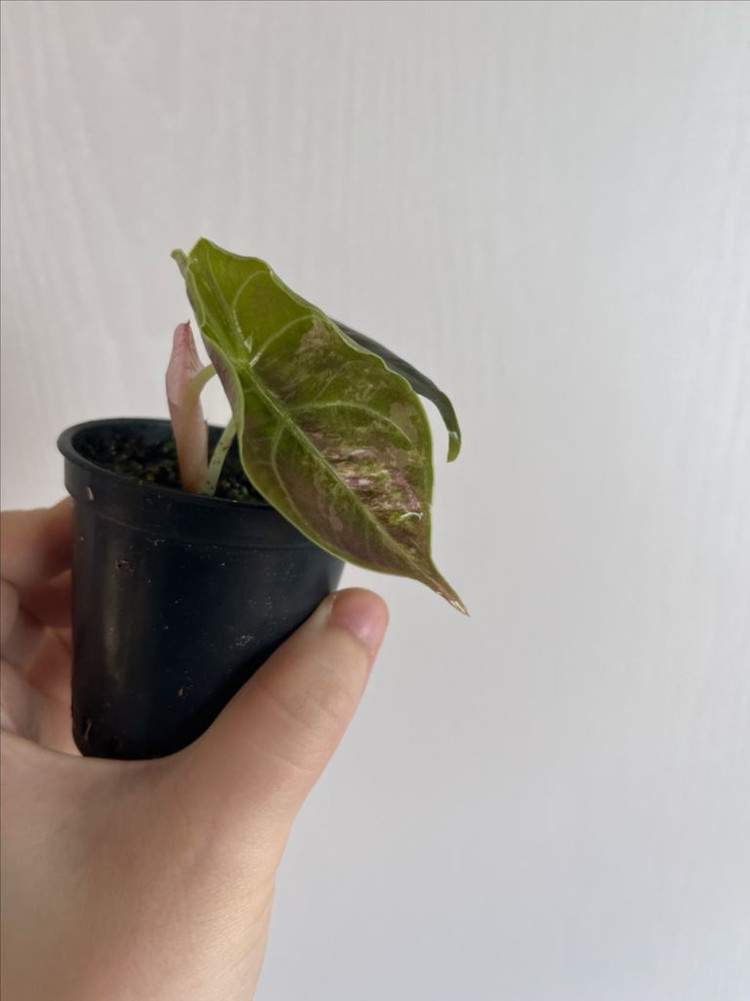 아즈라니 화이트핑크 바리에가타 이미지