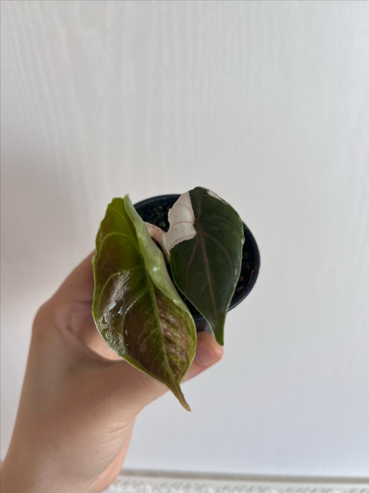 아즈라니 화이트핑크 바리에가타 이미지