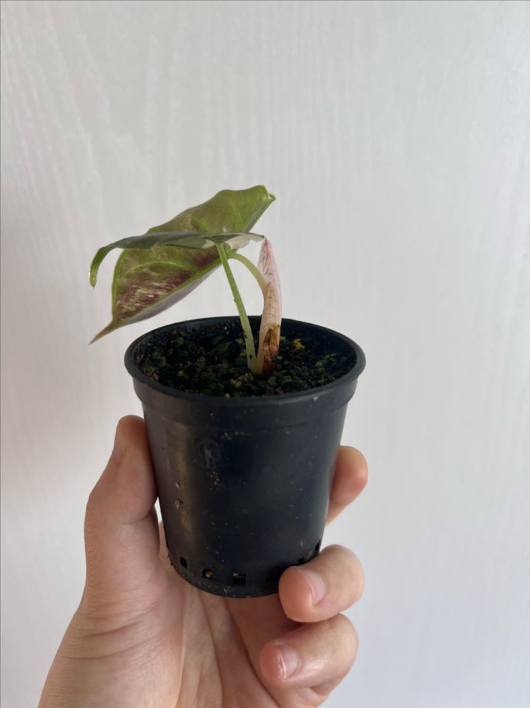 아즈라니 화이트핑크 바리에가타 이미지