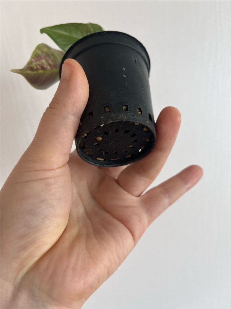 아즈라니 화이트핑크 바리에가타 이미지