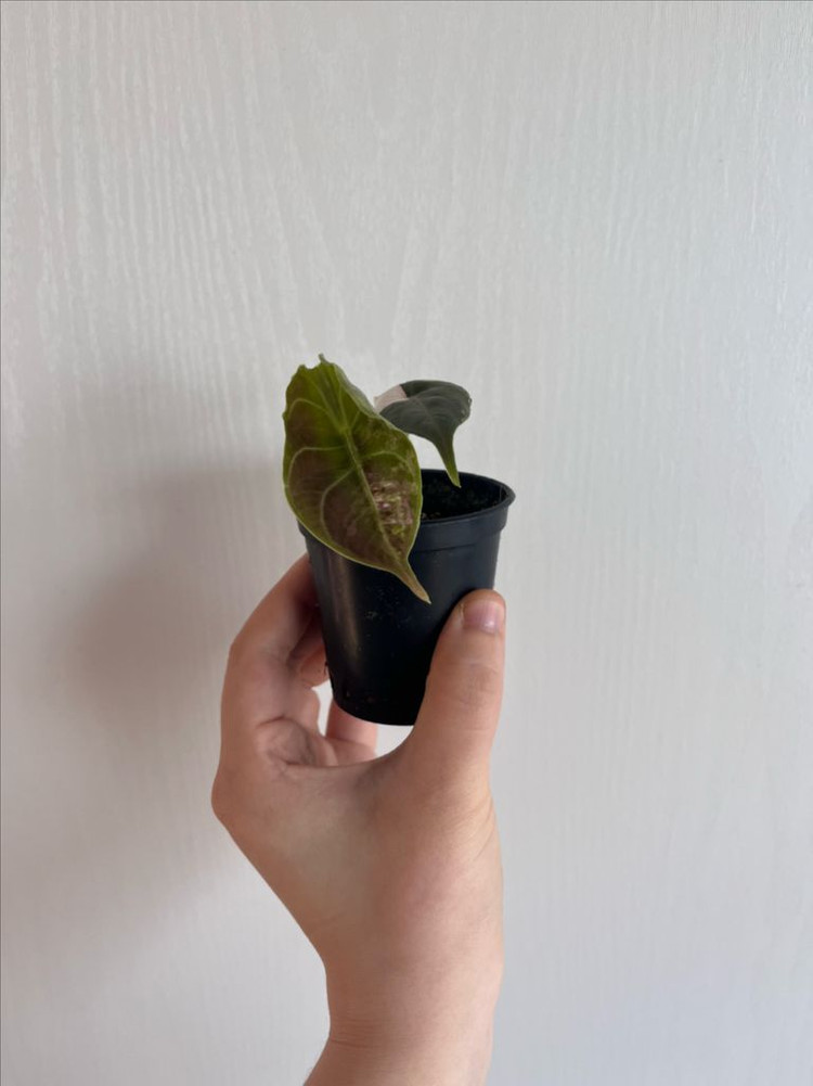 아즈라니 화이트핑크 바리에가타 이미지