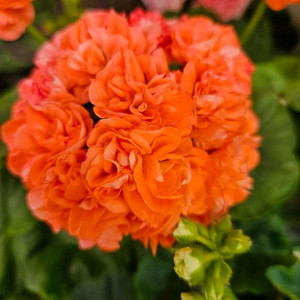 사랑별빛 제라늄 이미지