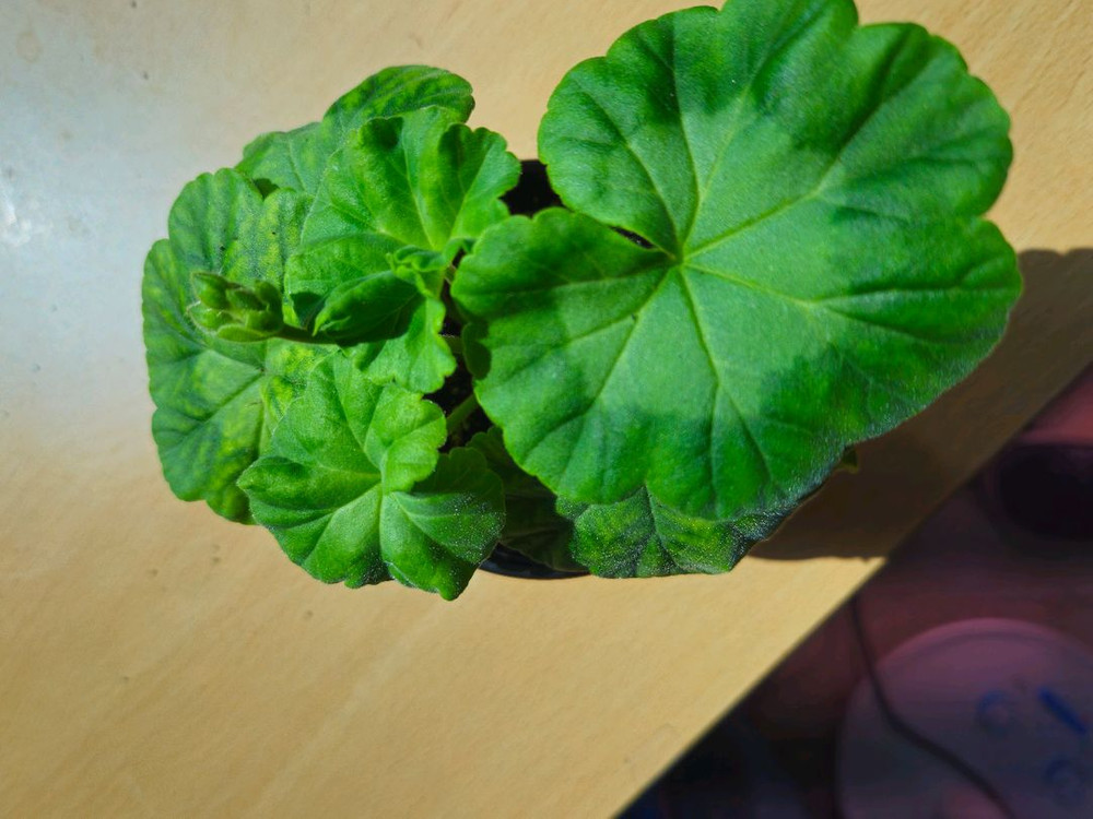 사랑별빛 제라늄 이미지