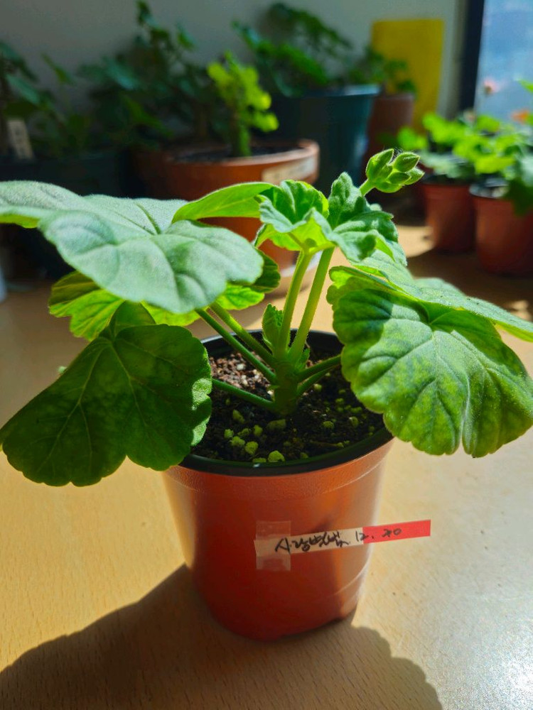 사랑별빛 제라늄 이미지