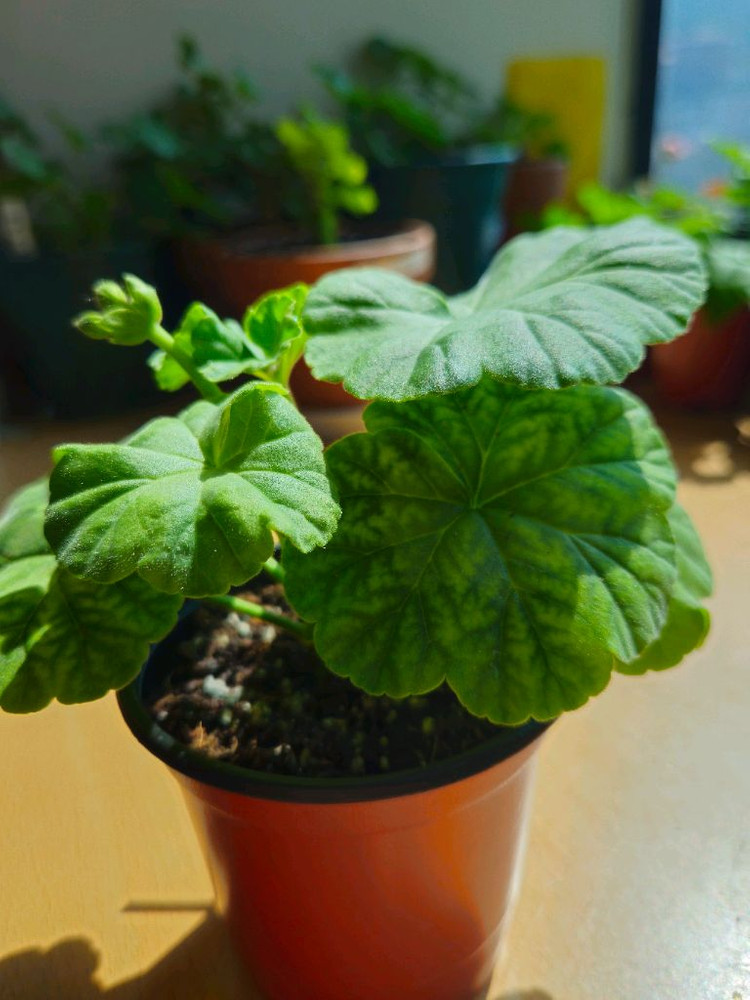 사랑별빛 제라늄 이미지