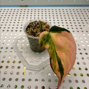 핑크 미칸 바리에가타 2 이미지