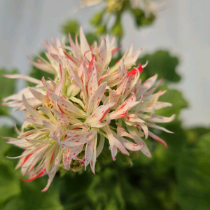 제라늄 3종 이미지