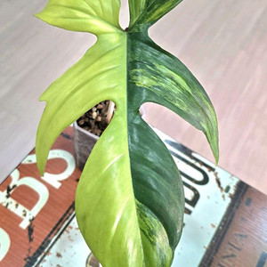 필로덴드론 플로리다 뷰티 바리에가타 이미지