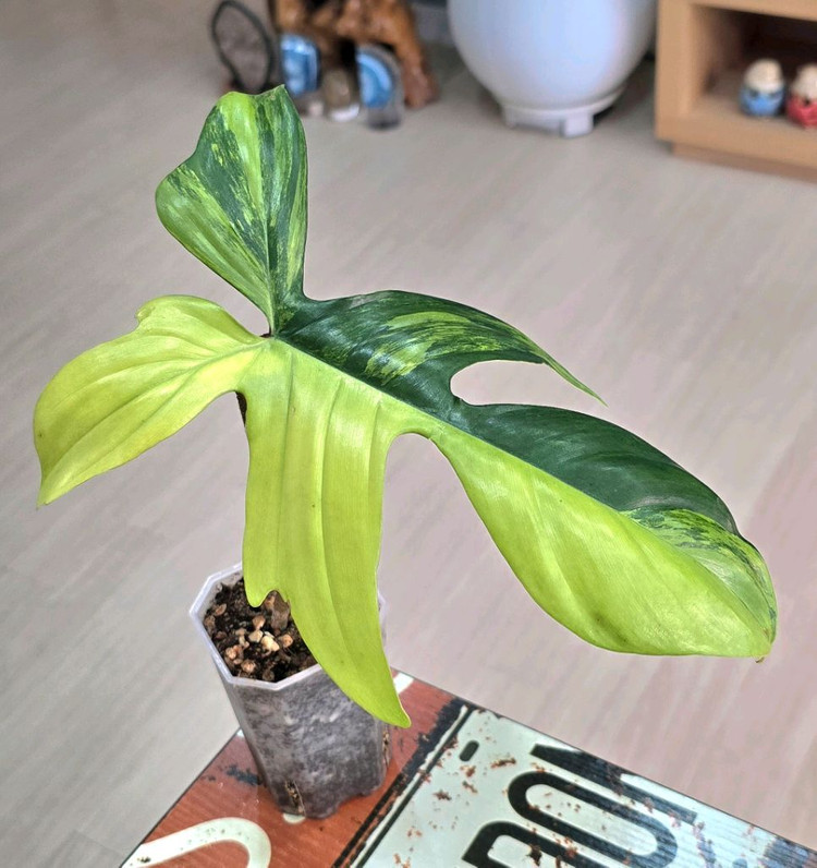 필로덴드론 플로리다 뷰티 바리에가타 이미지