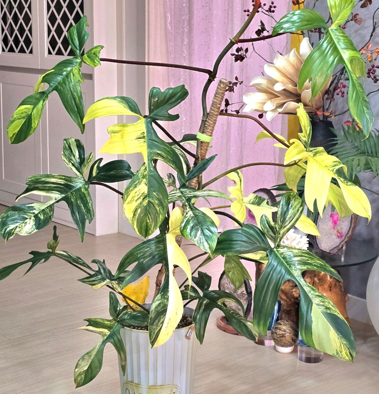 필로덴드론 플로리다 뷰티 바리에가타 이미지