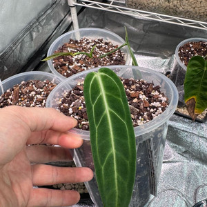 안스리움 와로쿠아넘 이미지