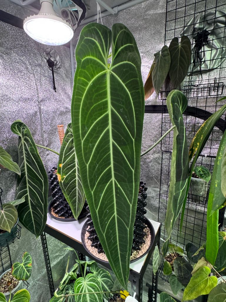 안스리움 와로쿠아넘 이미지