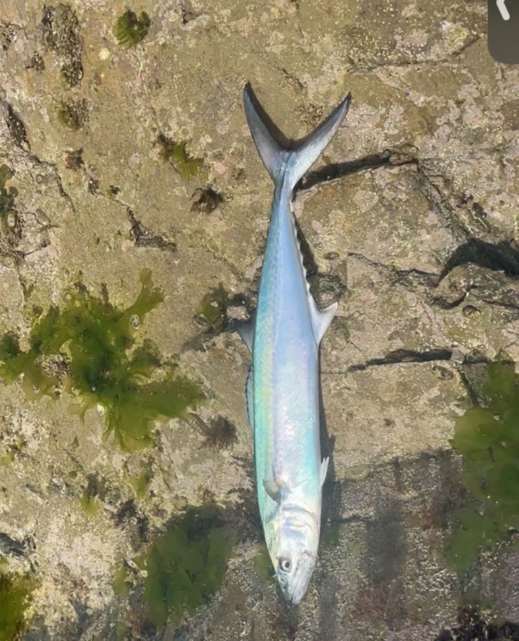 메탈지그 20g 50개 이미지