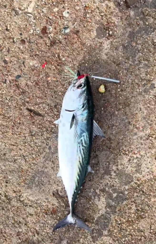 메탈지그 20g 50개 이미지