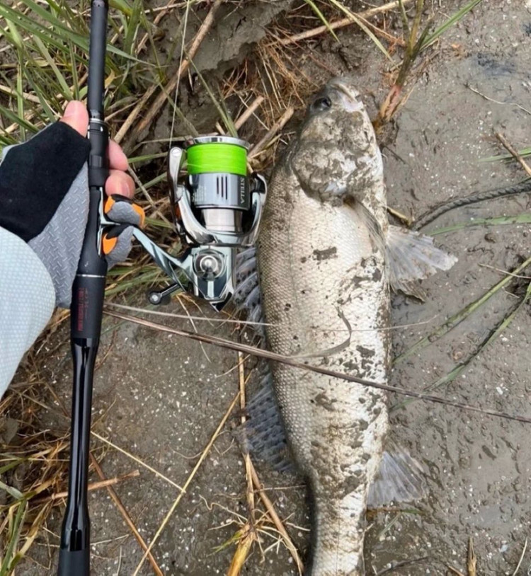 메탈지그 20g 50개 이미지