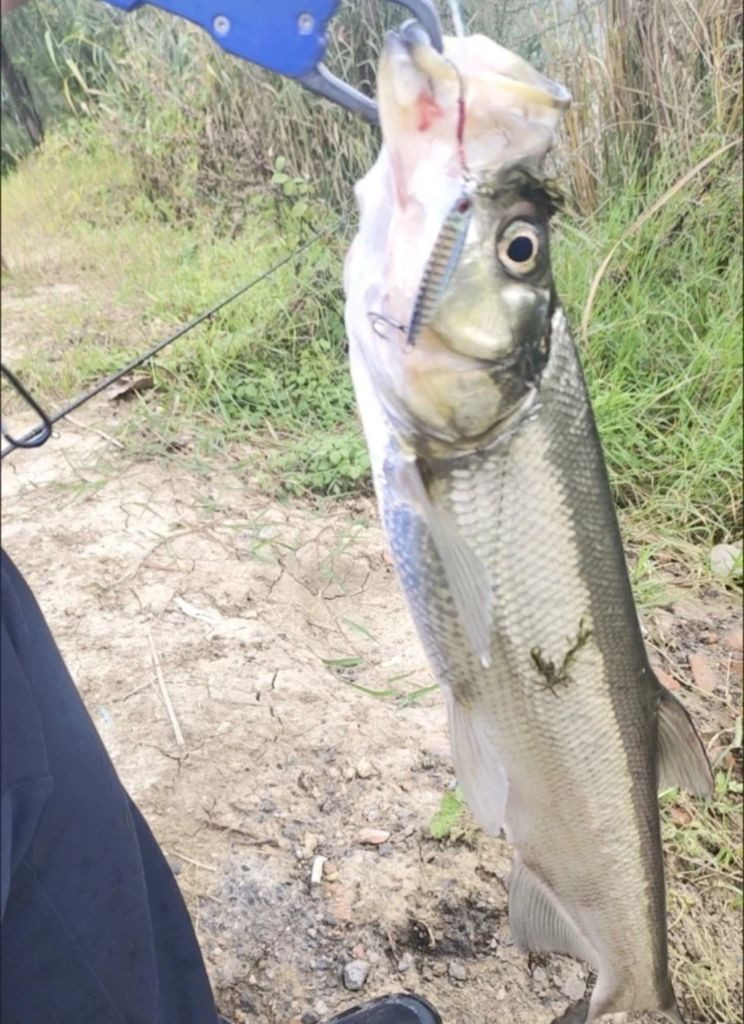 메탈지그 20g 50개 이미지