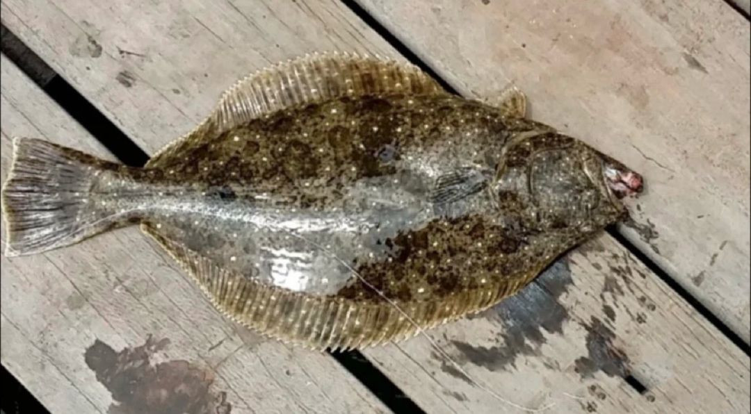 메탈지그 20g 50개 이미지