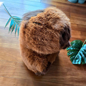 (새상품) 카피바라 머리묶기 봉제인형 이미지