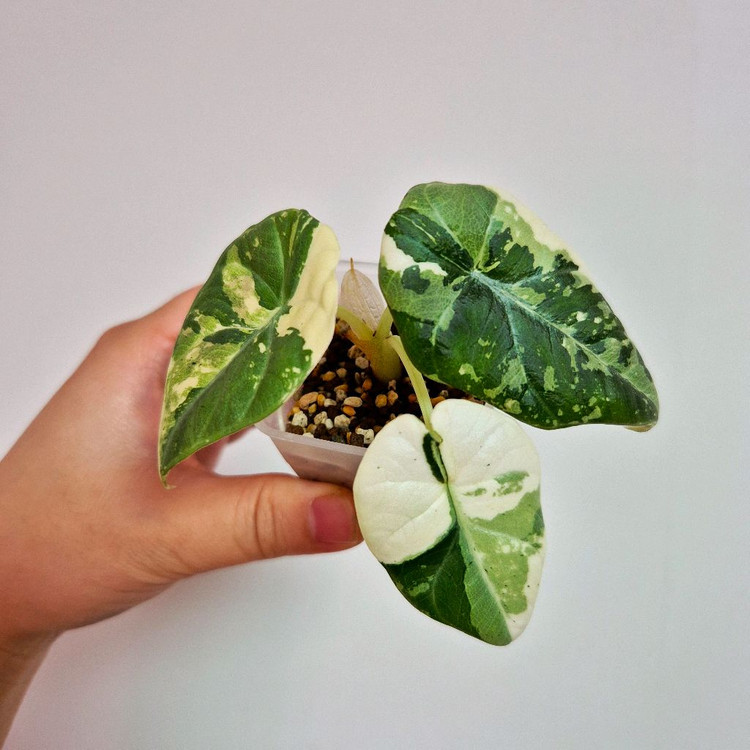 알로카시아 마하라니 알보 바리에가타 이미지