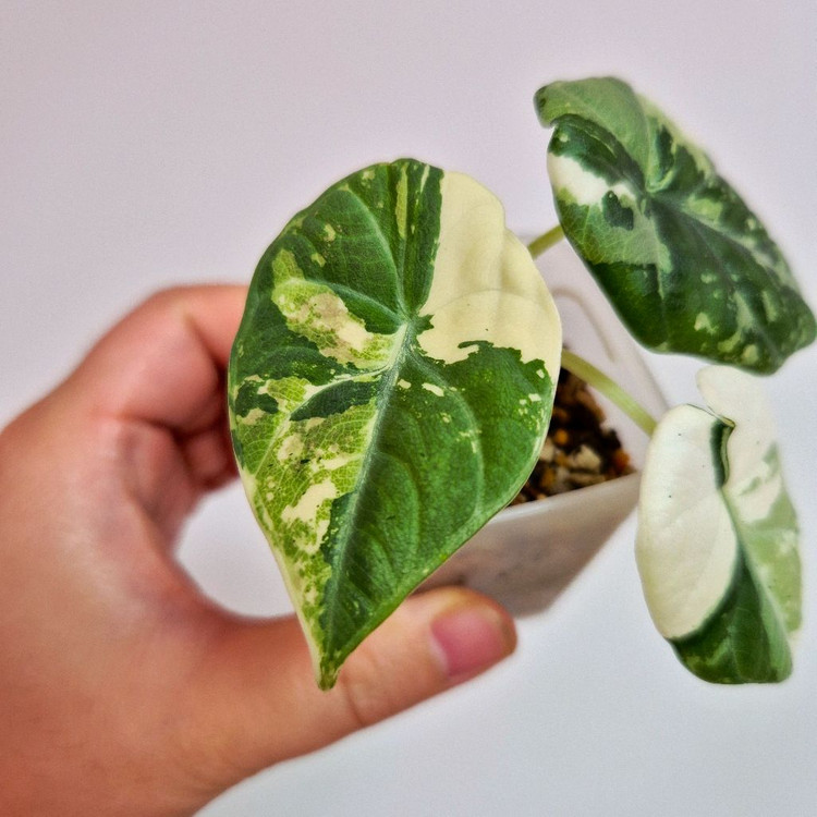 알로카시아 마하라니 알보 바리에가타 이미지