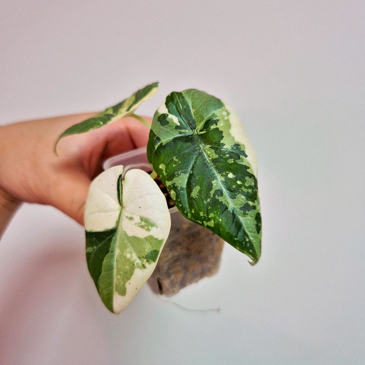 알로카시아 마하라니 알보 바리에가타 이미지