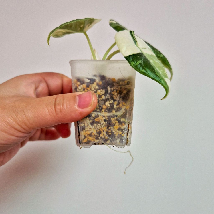 알로카시아 마하라니 알보 바리에가타 이미지