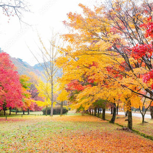 피망 뉴맞고 구합니다 이미지
