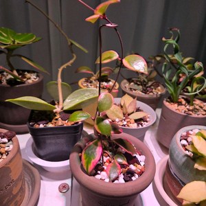 호야 바코엔시스+블리스볼토분 이미지