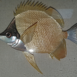 폐각 공예품 이미지