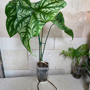 세르세르티스 미라빌리스 대품. 무늬아단소니 덤 이미지