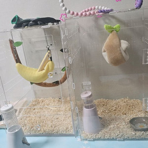 피그미다람쥐 4마리 있어요 이미지