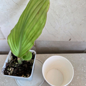 핑크무늬생강 두촉. 에피스시아 에메랄드벨벳 덤 이미지