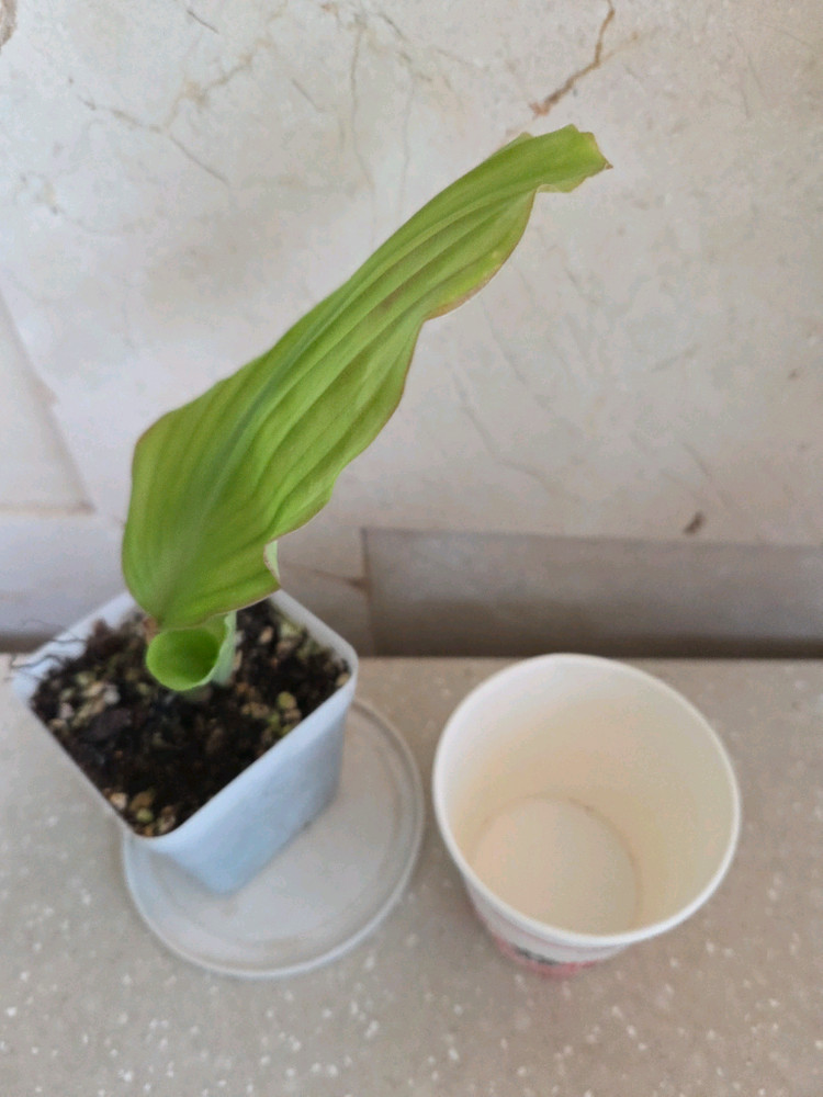 핑크무늬생강 두촉. 에피스시아 에메랄드벨벳 덤 이미지