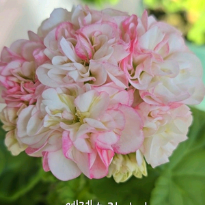 제라늄 3종 엔젤스콰이어 꽃대있음,카프다원 꽃대있음 , 빌스잼 이미지