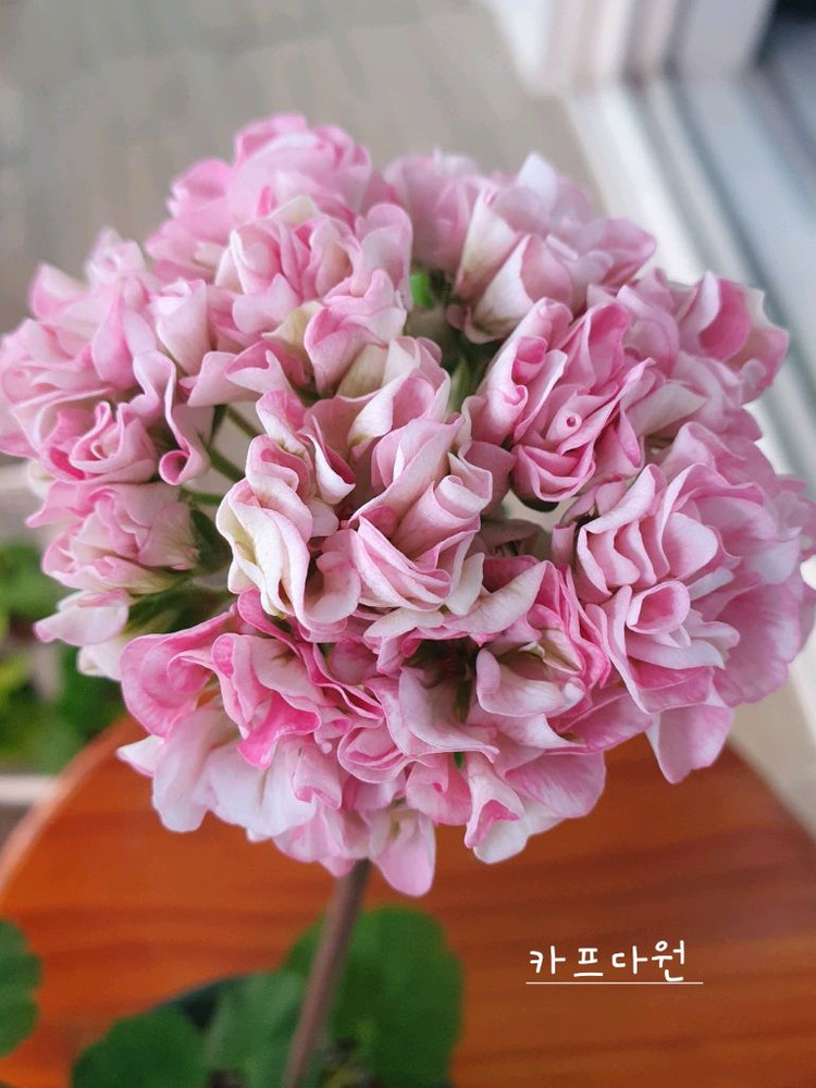 제라늄 3종 엔젤스콰이어 꽃대있음,카프다원 꽃대있음 , 빌스잼 이미지