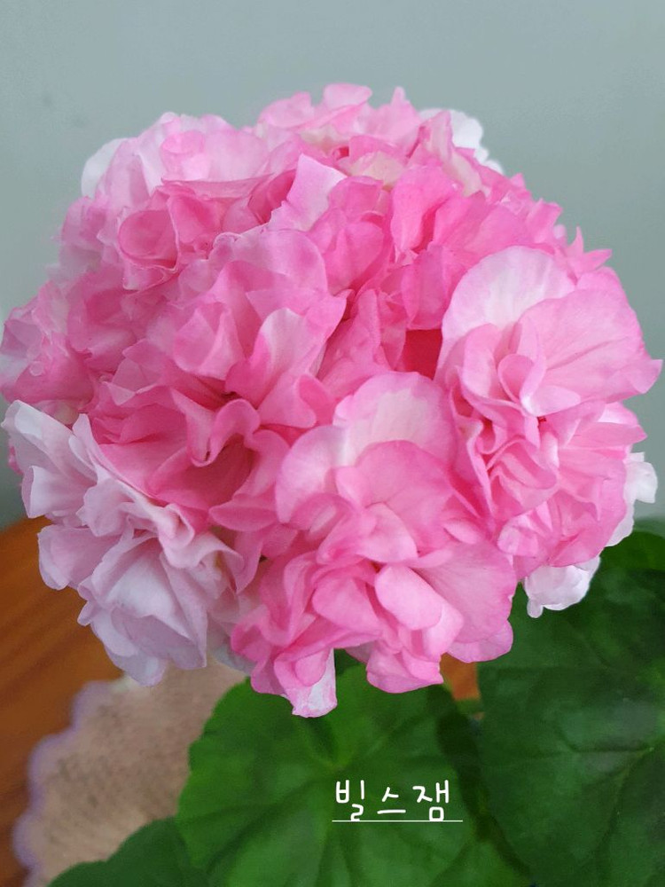 제라늄 3종 엔젤스콰이어 꽃대있음,카프다원 꽃대있음 , 빌스잼 이미지