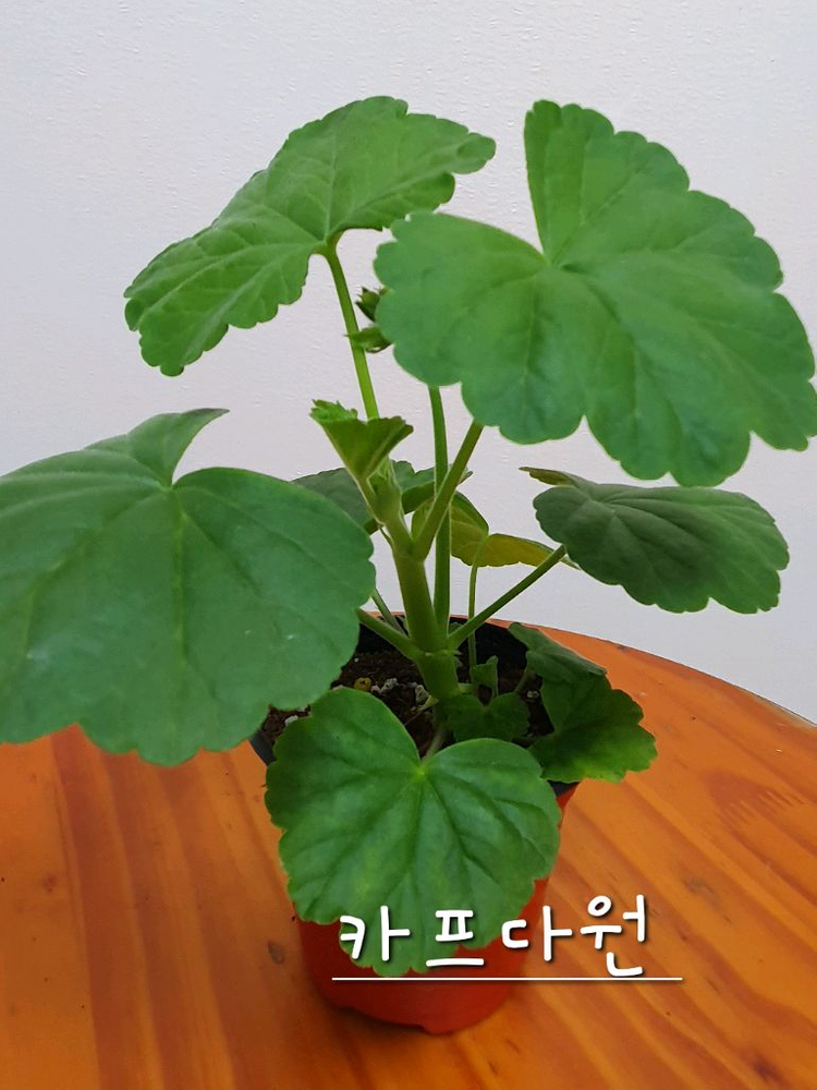 제라늄 3종 엔젤스콰이어 꽃대있음,카프다원 꽃대있음 , 빌스잼 이미지